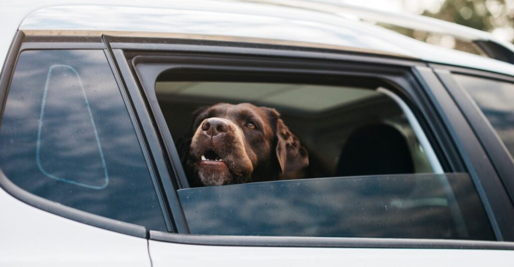¿Viajas con tu mascota? Aquí tienes algunos consejos